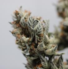 Blue Glacier Kush | Hybrid