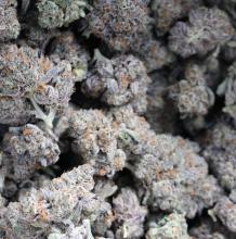 Coconut Cloud | Indica-Hybrid