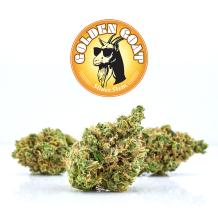 Golden Goat | Sativa