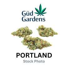 Gud Gardens | Gud Day Preroll 6-Pack 4.8g