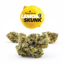Lemon Skunk | Sativa-Hybrid
