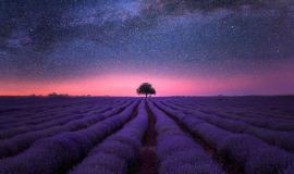 Best Terpenes for Anxiety: Calm Through Aroma