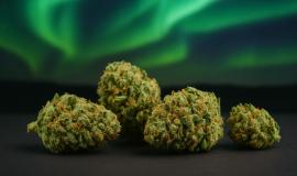 Northern Lights Strain Review: The Everlasting Indica Experience