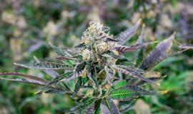 Why Some Cannabis Strains Feel Stronger Than Others Even at the Same THC Level