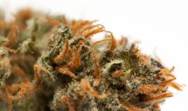 Cannabis and Cleanliness: What’s Actually Worth Paying Attention To