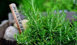 Borneol Terpene: Aroma, Uses, and Potential Benefits
