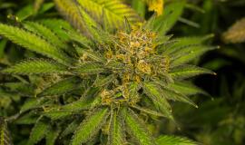 Cannabis Phenotypes: Why the Same Strain Can Look and Smell Different