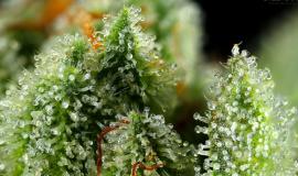 Cannabis Resin: What Is It and Why Does the Plant Produce It?