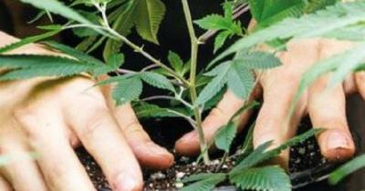 Cannabis Jobs: Profiling 4 Employees that Make-Up a Successful Marijuana Dispensary