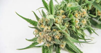 Marijuana Dispensary Basics: How to Consistently Buy High-Quality Cannabis