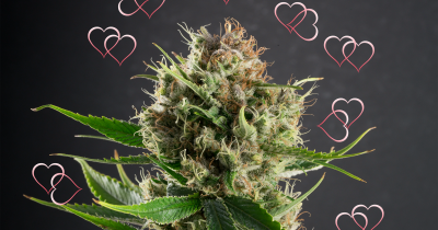 Dutch Treat Haze hearts