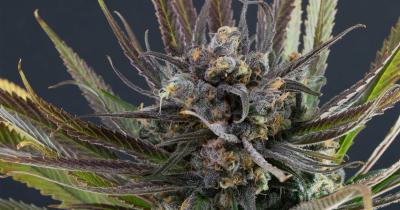 The Best Strains for Playing Video Games - Top 5 List