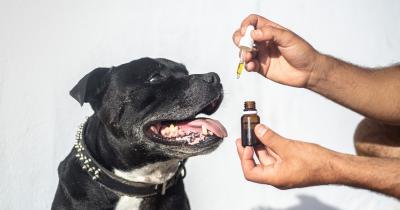 Cannabis and Animals. What Are the Benefits of CBD and THC for Your Pets