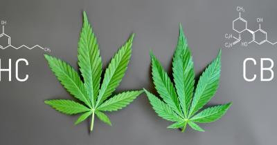 CBD vs. THC: What's the Difference?