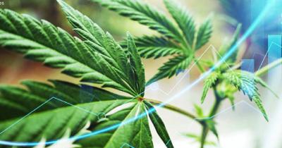 Cannabis Trends 2023