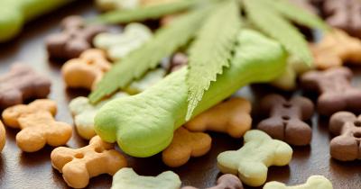 Cannabis and Pets: What You Need to Know