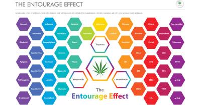 Unveiling the Symphony of Cannabis Compounds Through the Entourage Effect