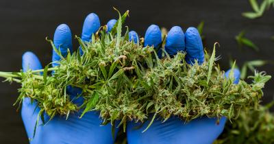 DEA to Reclassify Cannabis as Shedule III Drug