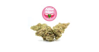Jilly Glue Strain Review: Effects, Benefits, Terpene Profile