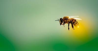 From Bees to Elephants: How Animals Interact with Cannabis