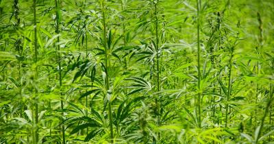 Beyond the Bud: Rare and Surprising Cannabis Facts