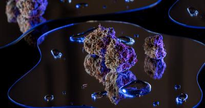 Lifestyle artistic photo of cannabis buds and small water puddles with bluesih lighting