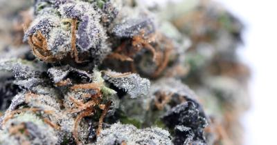 What Are Minor Cannabinoids and Why Are They Gaining Popularity?