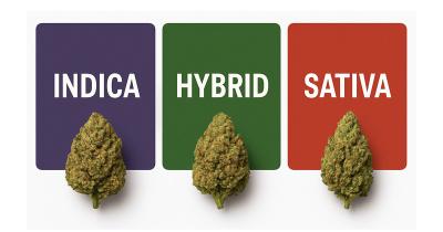 Indica vs Sativa vs Hybrid: What It Really Means for Your High