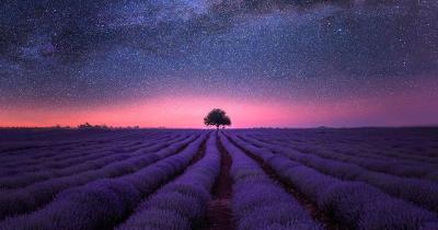 Best Terpenes for Anxiety: Calm Through Aroma