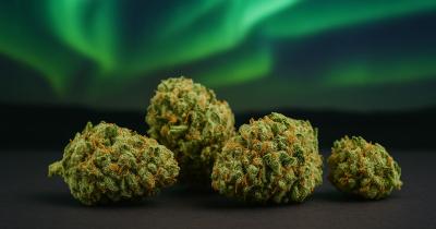 Northern Lights Strain Review: The Everlasting Indica Experience