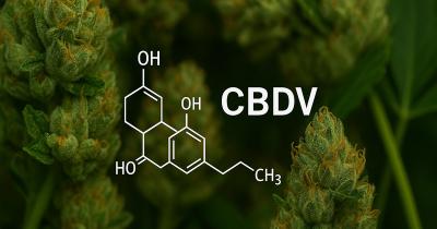 CBDV Cannabinoid: What It Is and How It Differs from CBD and THC