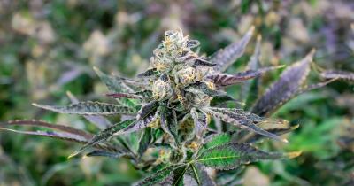 Why Some Cannabis Strains Feel Stronger Than Others Even at the Same THC Level