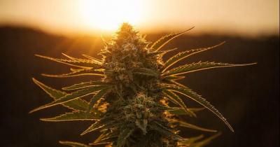 Outdoor Grown Cannabis Explained: Quality, Cost, and Terpene Differences