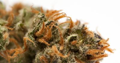 Cannabis and Cleanliness: What’s Actually Worth Paying Attention To