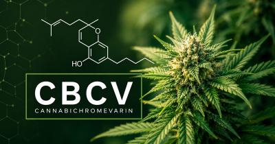 CBCV Cannabinoid Explained: Effects, Benefits, and How It Differs From Other Cannabinoids