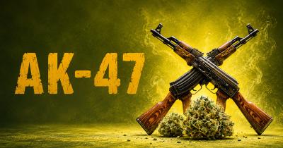 AK-47 Strain Review: The Old School Hybrid With Modern Appeal
