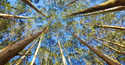 Eucalyptol Terpene: Aroma, Uses, and Potential Benefits