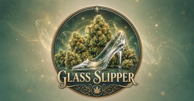 Glass Slipper Strain Review: Sweet Citrus Flavor with an Uplifting Edge