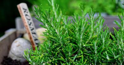 Borneol Terpene: Aroma, Uses, and Potential Benefits