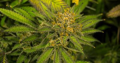 Cannabis Phenotypes: Why the Same Strain Can Look and Smell Different