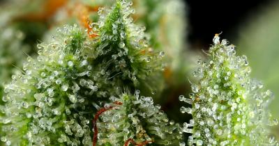 Cannabis Resin: What Is It and Why Does the Plant Produce It?